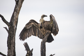 An African white-backed vulture, a top bird of prey perched atop a tree. This endangered species is a symbol of the importance of wildlife conservation efforts.