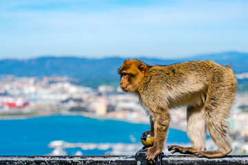 Barbary Macaque (Macaca Sylvanus) ape. Gibraltar, United Kingdom. Selective focus