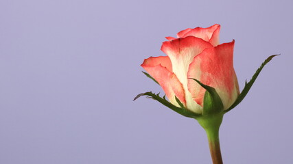 wiosenna róża na jasnym fioletowym tle 