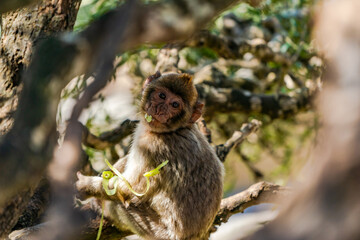 Baby Barbary Macaque (Macaca Sylvanus) ape. Gibraltar, United Kingdom. Selective focus