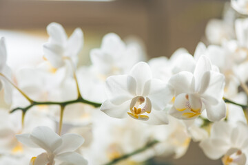 Macro White Orchid, multiple blooms