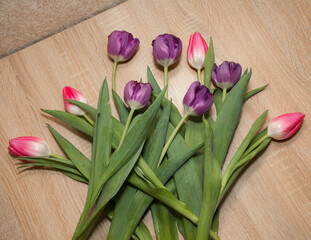 Lots of beautiful fresh purple and pink tulips lie on a brown wooden table. Image for your creative design or illustrations.