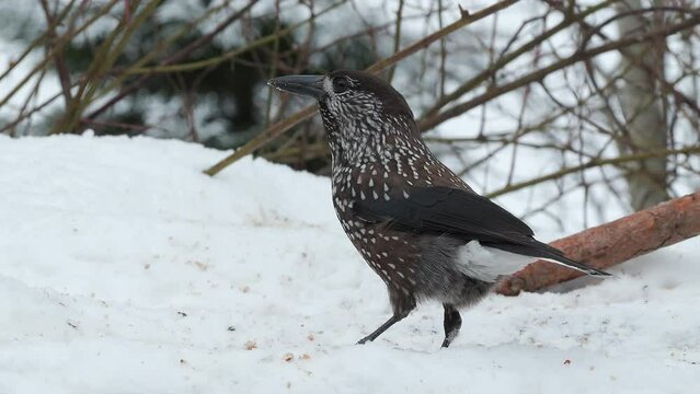 spotted nutcracker feeding winter scene Nucifraga caryocatactes natural world norway