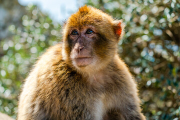 Barbary Macaque (Macaca Sylvanus) ape. Gibraltar, United Kingdom. Selective focus