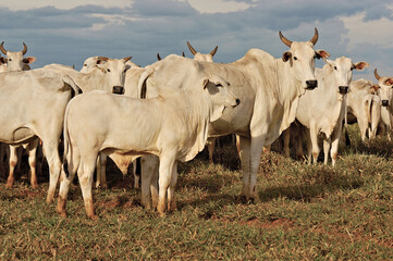 Vaca e bezerro Nelore em pasto verde