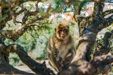 Barbary Macaque (Macaca Sylvanus) ape. Gibraltar, United Kingdom. Selective focus