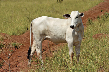 Bezerro Nelore , tourinho em pasto verde