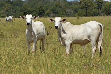 Bezerro Nelore , tourinho em pasto verde