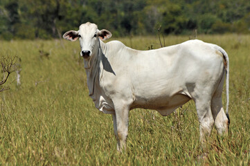 Bezerro Nelore , tourinho em pasto verde
