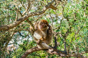 Barbary Macaque (Macaca Sylvanus) ape. Gibraltar, United Kingdom. Selective focus