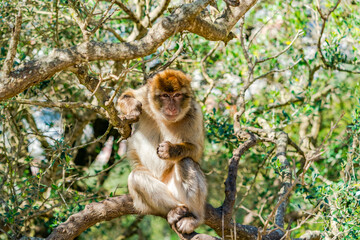 Barbary Macaque (Macaca Sylvanus) ape. Gibraltar, United Kingdom. Selective focus