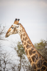 Close up image of a Giraffe in a national park in South Africa