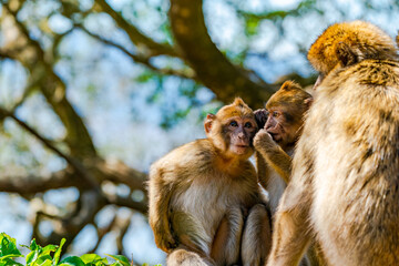 Baby Barbary Macaque (Macaca Sylvanus) apes. Gibraltar, United Kingdom. Selective focus