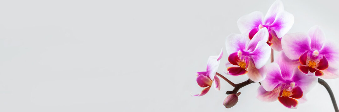 Wide panoramic view of Anthura Buenos Aires orchid flowers on white background, copy space. Tropical flower, branch of orchid close up. Lilac orchid background. Holiday, Women's Day, Flower card.