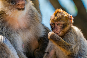 Barbary Macaque (Macaca Sylvanus) apes - mother and baby. Gibraltar, United Kingdom. Selective focus
