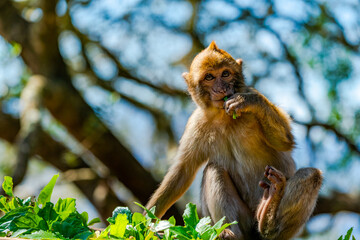 Baby Barbary Macaque (Macaca Sylvanus) ape, Gibraltar, United Kingdom. Selective focus