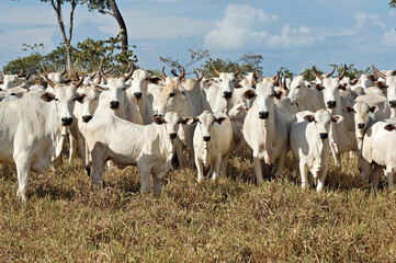 Vaca com bezerro Nelore em pasto verde