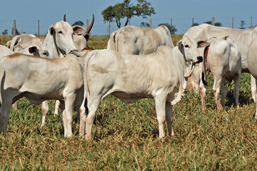 Obraz premium Bezerro e vaca Nellore em pasto verde