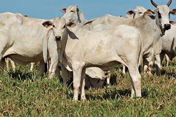 Bezerro Nellore em pasto