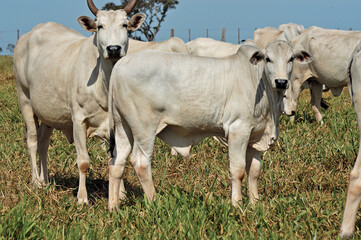 Vaca e bezerro Nelore em pasto verde