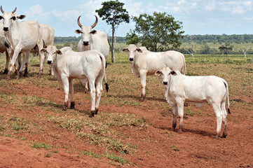 Obraz premium Bezerro e vaca Nellore em pasto verde