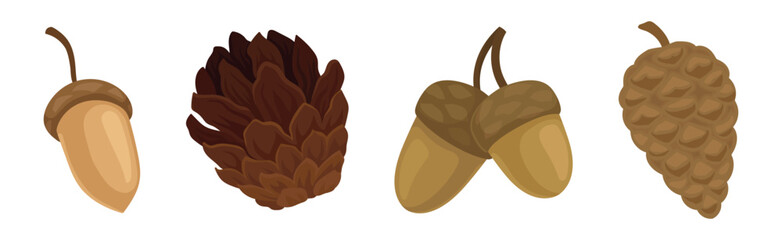 Fir or Pine Cones and Acorns as Seed Containing Plant Part Vector Set