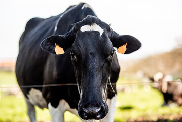 portrait of the head of a black and white dairy cow. Friesian cow in the field. farm animals. cattle.