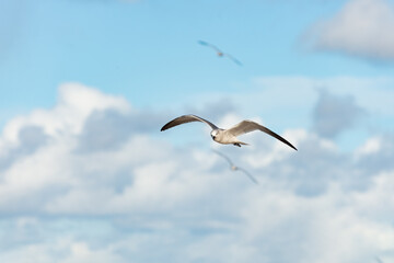 seagull in the sky. seagull flying free. seagull bird in summer. photo of seagull