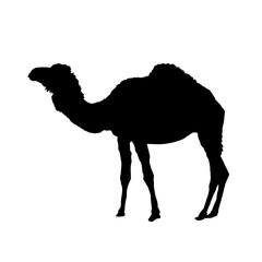 Camel silhouette, dromedary - vector illustration
