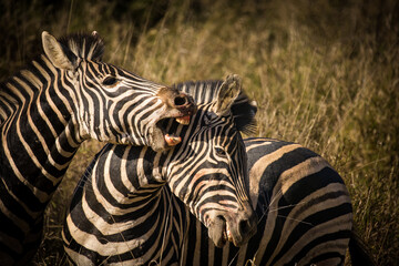 Fototapeta na wymiar A stunning photo of a Zebra grazing in its natural habitat. Witness nature's wonders, and the importance of conservation in protecting endangered species and preserving Africa's biodiversity