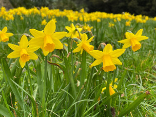 Cyclamineus small trumpet yellow daffodils.