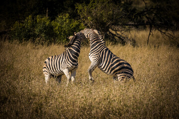 Fototapeta na wymiar A stunning photo of a Zebra grazing in its natural habitat. Witness nature's wonders, and the importance of conservation in protecting endangered species and preserving Africa's biodiversity