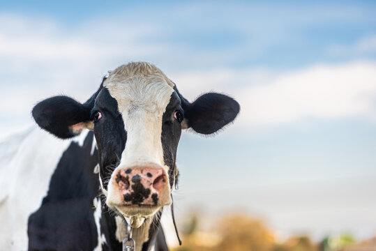 portrait of the head of a black and white dairy cow. Friesian cow in the field. farm animals. cattle.