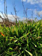grass and blue sky