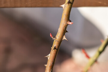 Roses and their very young buds in early spring on a warm, sunny day in photographic enlargement and close-up. Rose.