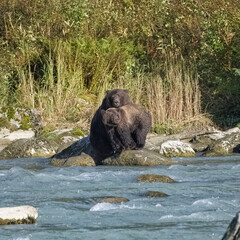 Grizzlys in the river in Alaska, a female bear with cub
