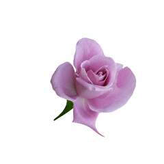 single pink rose isolated