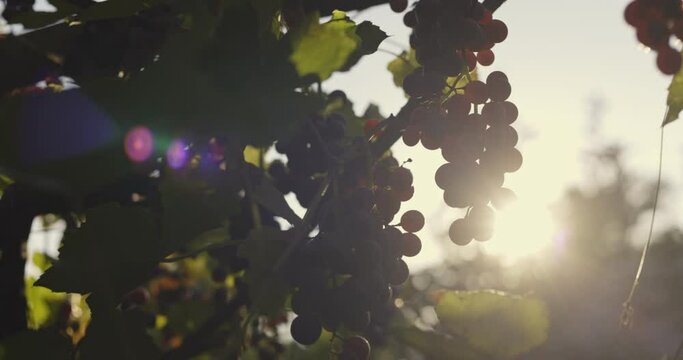 Red ripe wine grapes. Vineyards at sunset, grape harvest