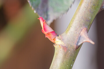 Roses and their very young buds in early spring on a warm, sunny day in photographic enlargement and close-up. Rose.