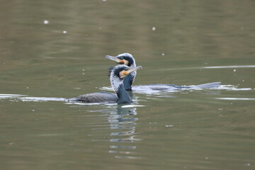 A pair of cormorants swimming on a lake