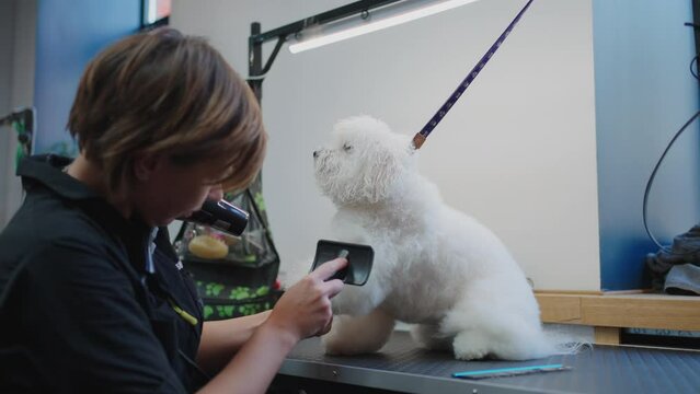 grooming and hairstyle in barbershop for dogs, white maltipoo is sitting on table, groomer combing