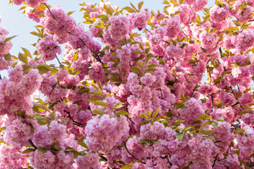 pink sakura flower on blooming spring tree. sakura smell