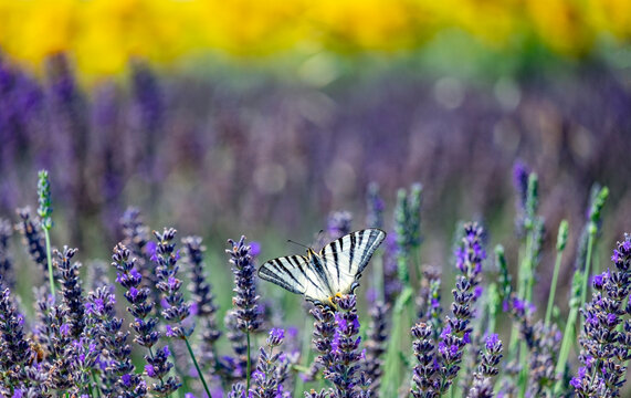 scarce swallowtail In Provence field, lavender and sunflowers 