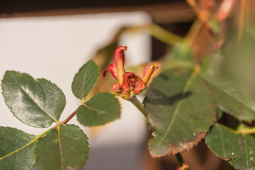 Roses and their very young buds in early spring on a warm, sunny day in photographic enlargement and close-up. Rose.