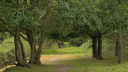 Fototapeta na wymiar Hikin trail in between oak trees in the fleish countryside