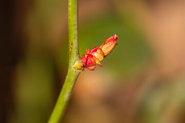 Roses and their very young buds in early spring on a warm, sunny day in photographic enlargement and close-up. Rose.