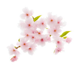 blossom isolated on white. generative AI