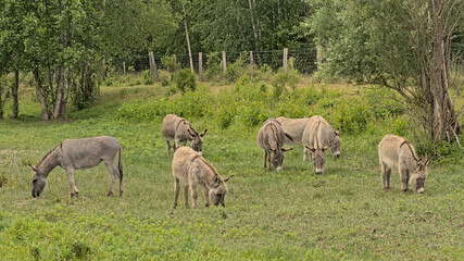 Naklejka na ściany i meble Donkeys grazing in nature in the Flemish countryside in Gevaerts-Noord nature reserve in Beernem, Flanders, Belgium