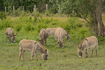 Naklejka na ściany i meble donkeys grazing in nature in the Flemish countryside in Gevaerts-Noord nature reserve in Beernem, Flanders, Belgium