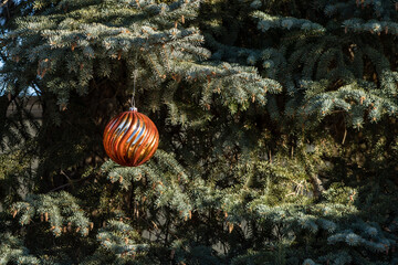Chrismas decoration on silver spruce tree left to spring season in the light of low sun.